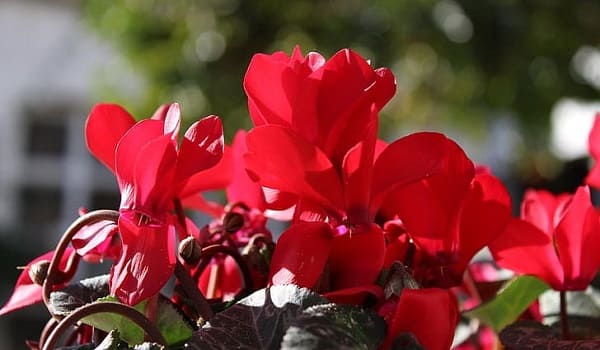 Bunga Cyclamen melambangkan kesdihan mendalam